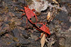 Probergrothius nigricornis