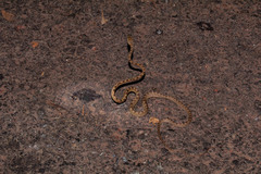 Boiga beddomei