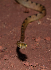 Boiga beddomei