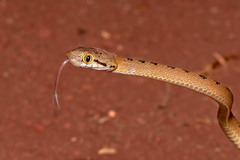 Boiga beddomei