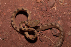 Boiga beddomei