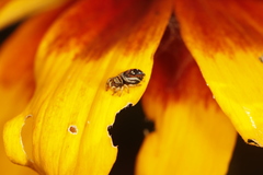 Phidippus apacheanus