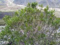 Pseudosmodingium andrieuxii