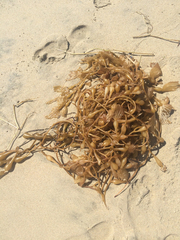 Macrocystis pyrifera