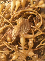 Macrocystis pyrifera