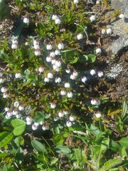 Harrimanella hypnoides