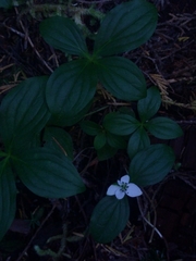 Cornus unalaschkensis