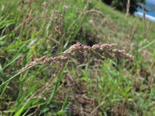 Gophertail lovegrass (Eragrostis ciliaris)