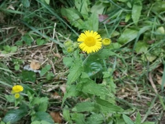 Pulicaria dysenterica