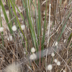 Austrostipa acrociliata