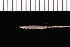 Austrostipa acrociliata