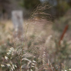Austrostipa acrociliata