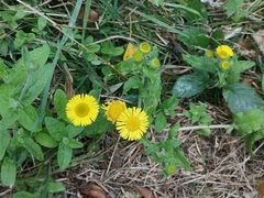 Pulicaria dysenterica