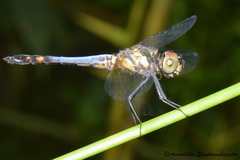 Brachydiplax