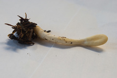 Trichoderma leucopus