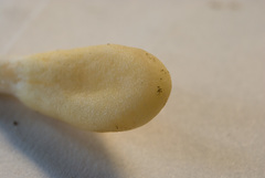 Trichoderma leucopus