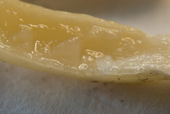 Trichoderma leucopus