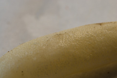 Trichoderma leucopus