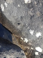 Otiorhynchus lepidopterus