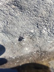 Otiorhynchus lepidopterus