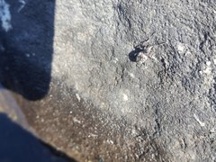 Otiorhynchus lepidopterus