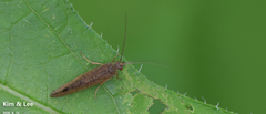 Annulipalpia