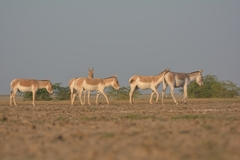 Equus hemionus khur