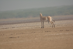 Equus hemionus khur