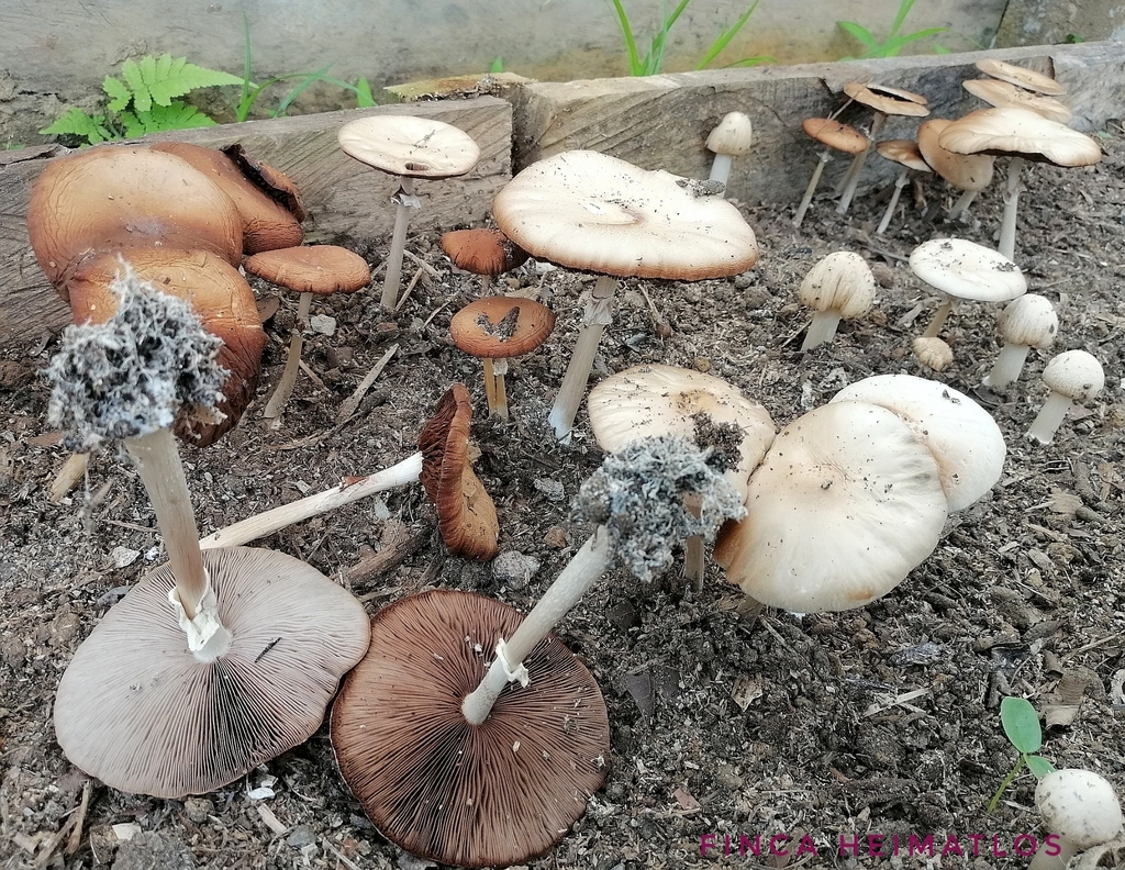Agrocybe rivulosa · July 2020 · photo: © heimatlos (iNaturalist, cc0)