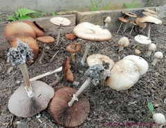 Agrocybe rivulosa
