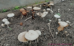 Agrocybe rivulosa