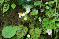 Begonia picta