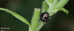 Menida