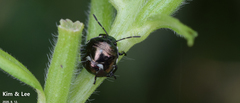Menida