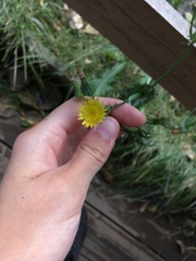 Sonchus asper