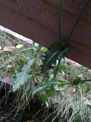Sonchus asper