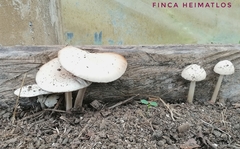 Agrocybe rivulosa
