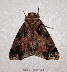 Calyptis