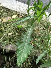Sonchus asper
