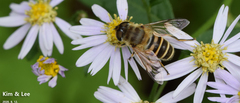 Eristalis cerealis