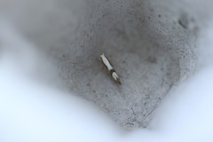 Argyresthia spinosella
