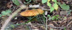 Rugiboletus extremiorientalis