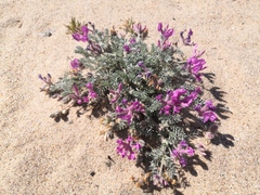 Oxytropis lanata