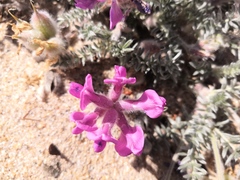 Oxytropis lanata