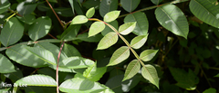 Rhus javanica