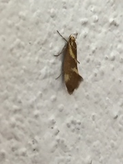 Metalampra