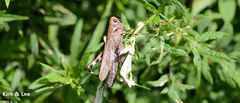 Arcyptera coreana