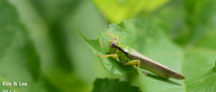 Ognevia longipennis