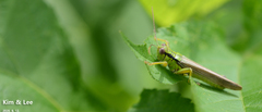 Ognevia longipennis
