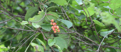 Schisandra